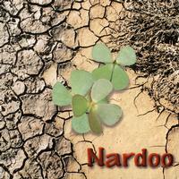 Front cover art for Nardoo